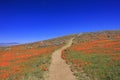 Wild flower at Antelope Valley Royalty Free Stock Photo