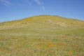 Wild flower at Antelope Valley Royalty Free Stock Photo