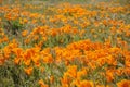 Wild flower at Antelope Valley Royalty Free Stock Photo