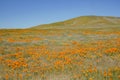 Wild flower at Antelope Valley Royalty Free Stock Photo