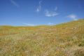 Wild flower at Antelope Valley Royalty Free Stock Photo