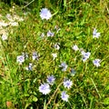 Wild flower in Apuseni Mountain, Transylvania
