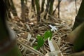 Wild flower in bamboo forrest.