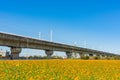 Wild flower bloom with Taiwan Highspeed Rail behind