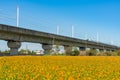 Wild flower bloom with Taiwan Highspeed Rail behind