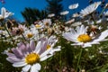 wild flower blooming field of cornflowers and daisies flowers ,poppy flowers, blue sunny sky ,butterfly and bee Royalty Free Stock Photo