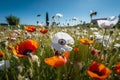 wild flower blooming field of cornflowers and daisies flowers ,poppy flowers, blue sunny sky ,butterfly and bee Royalty Free Stock Photo