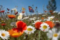 wild flower blooming field of cornflowers and daisies flowers ,poppy flowers, blue sunny sky ,butterfly and bee Royalty Free Stock Photo