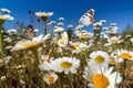 wild flower blooming field of cornflowers and daisies flowers ,poppy flowers, blue sunny sky ,butterfly and bee Royalty Free Stock Photo