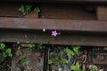 Wild flower and a rusty rail in the forest