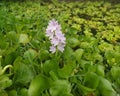 When the wild flower blooms Royalty Free Stock Photo