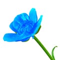 Wild flower blue buttercup, isolated on a white background. Close-up. Royalty Free Stock Photo