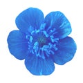 Wild flower blue buttercup, isolated on a white background. Close-up. Royalty Free Stock Photo