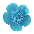 Wild flower blue buttercup, isolated on a white background. Royalty Free Stock Photo