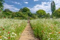 Wild flower, Bodnant garden, Wales