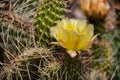 Wild Flower Cactus in North Dakota Royalty Free Stock Photo