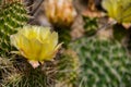 Wild Flower Cactus in North Dakota Royalty Free Stock Photo