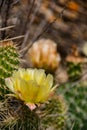 Wild Flower Cactus in North Dakota Royalty Free Stock Photo