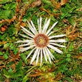 Wild flower, carlina acaulis Royalty Free Stock Photo