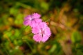 Wild flower in Ceahlau Mountains, Romania Royalty Free Stock Photo