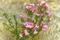 Wild flower Centaurium erythraea Royalty Free Stock Photo