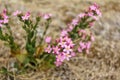 Wild flower Centaurium erythraea Royalty Free Stock Photo