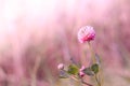 Wild flower clover. Pink flower in the field. Beautiful plant
