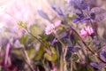 Wild flower clover. Pink flower in the field. Beautiful plant