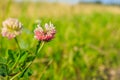 Wild flower clover. Pink flower in the field. Beautiful plant