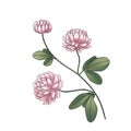 wild flower clover pink isolated