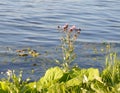 Wild flower on coast of river.