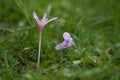 Wild flower Colchicum autumnale on the forest meadow. Known as autumn crocus, meadow saffron or naked ladies. Royalty Free Stock Photo