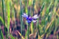 Wild flower cornflower close-up on a background of oats or wheat medow or field with green grass Royalty Free Stock Photo