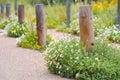 Wild flower daisies along a rural fence line Royalty Free Stock Photo