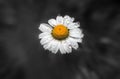 Wild flower daisy with drops of morning dew. Royalty Free Stock Photo