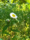 wild flower daisy grows in a field