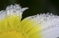 Wild Flower Dew Drops, Sierra de Guadarrama National Park, Spain Royalty Free Stock Photo