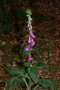 Wild flower digitalis purpurea family plantaginaceae modern botanical book high quality prints