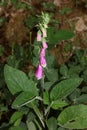 Wild flower digitalis purpurea family plantaginaceae modern botanical book high quality prints