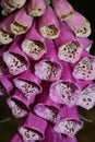 Wild flower digitalis purpurea family plantaginaceae modern botanical book high quality prints