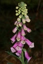 Wild flower digitalis purpurea family plantaginaceae modern botanical book high quality prints