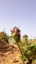 Wild flower on dry soil