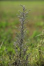 Wild flower, echium vulgate, Lower Austria