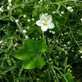 Wild flower emerging out of parthenium Royalty Free Stock Photo