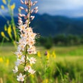 Wild flower eremurus. Natural summer blooming landscape. Copy space