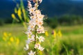 Wild flower eremurus. Natural summer blooming landscape. Copy space