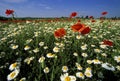Wild flower field Royalty Free Stock Photo