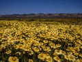 Wild flower field blooming in spring in the valley Royalty Free Stock Photo