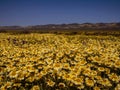 Wild flower field blooming in spring in the valley Royalty Free Stock Photo