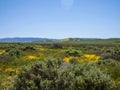 Wild flower field blooming in spring in the valley